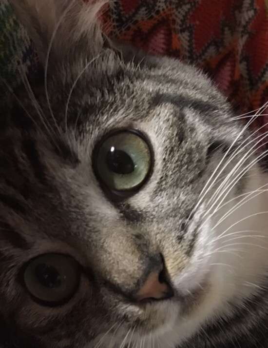 8月8日　世界猫の日🐈