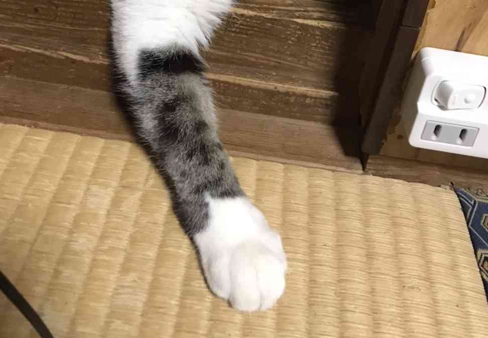 8月8日　世界猫の日🐈