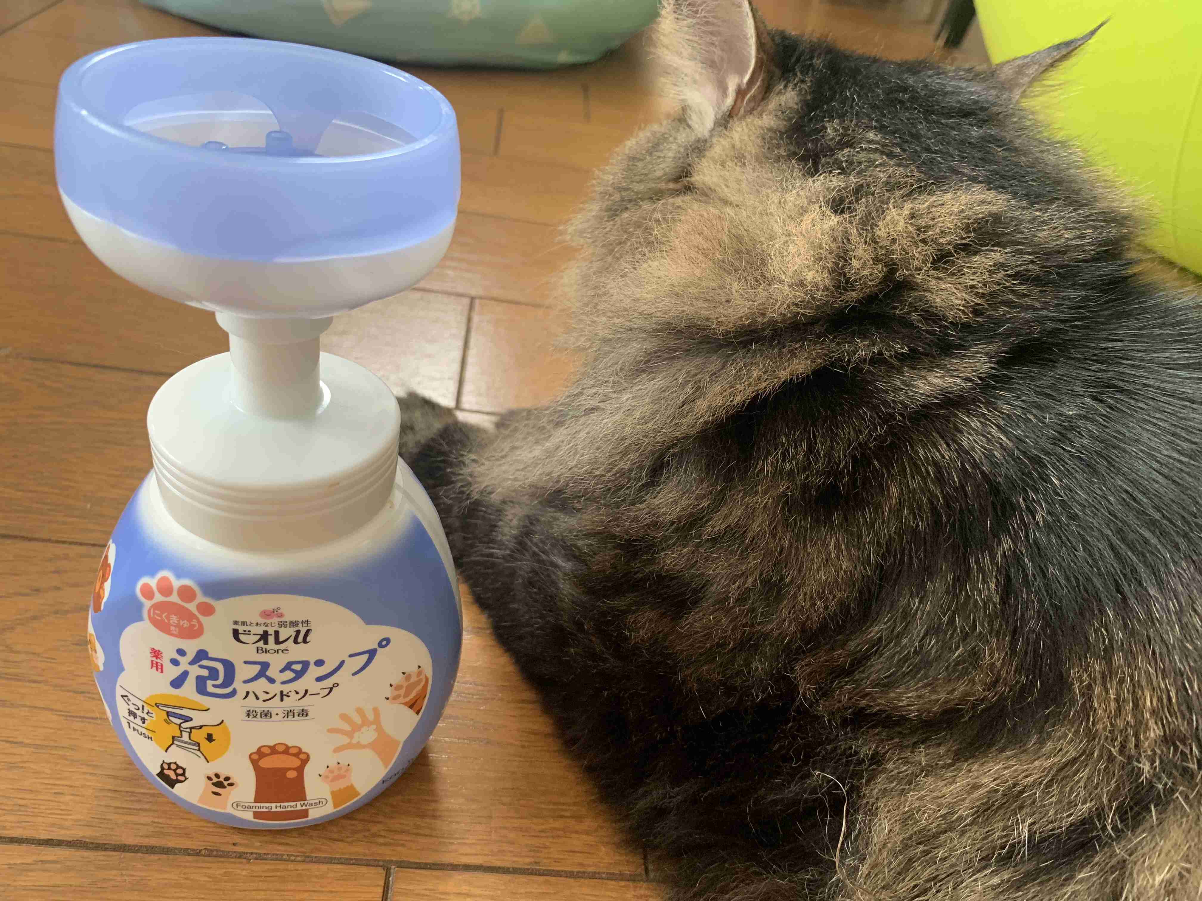 8月8日　世界猫の日🐈