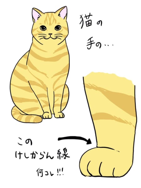 8月8日　世界猫の日🐈
