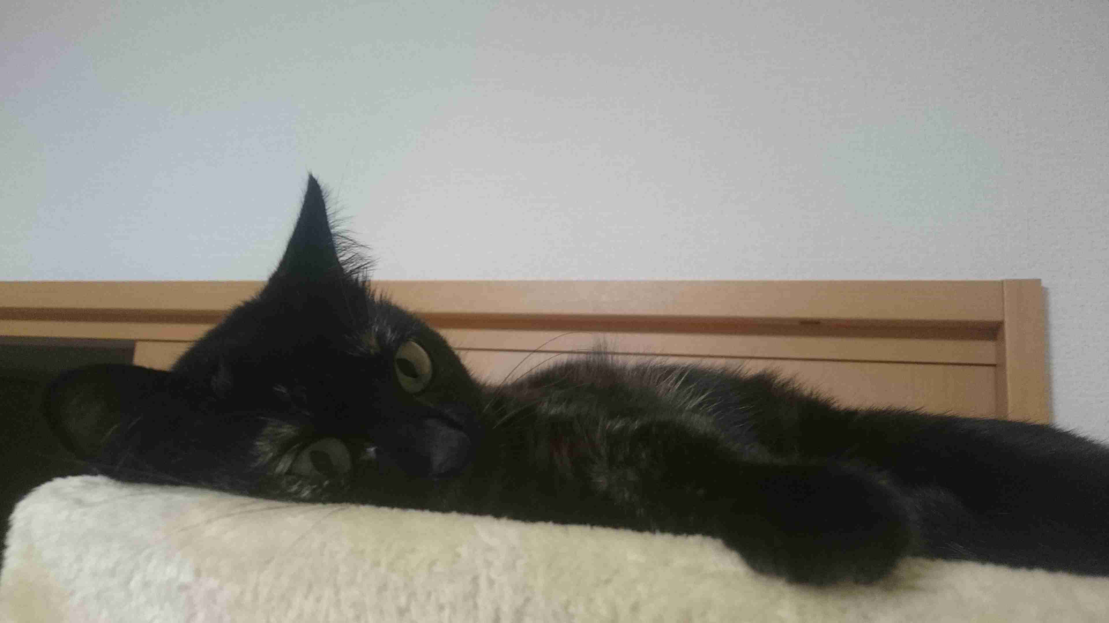 8月8日　世界猫の日🐈