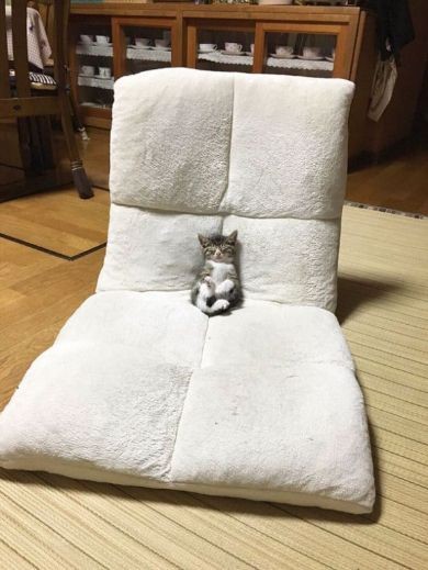 8月8日　世界猫の日🐈