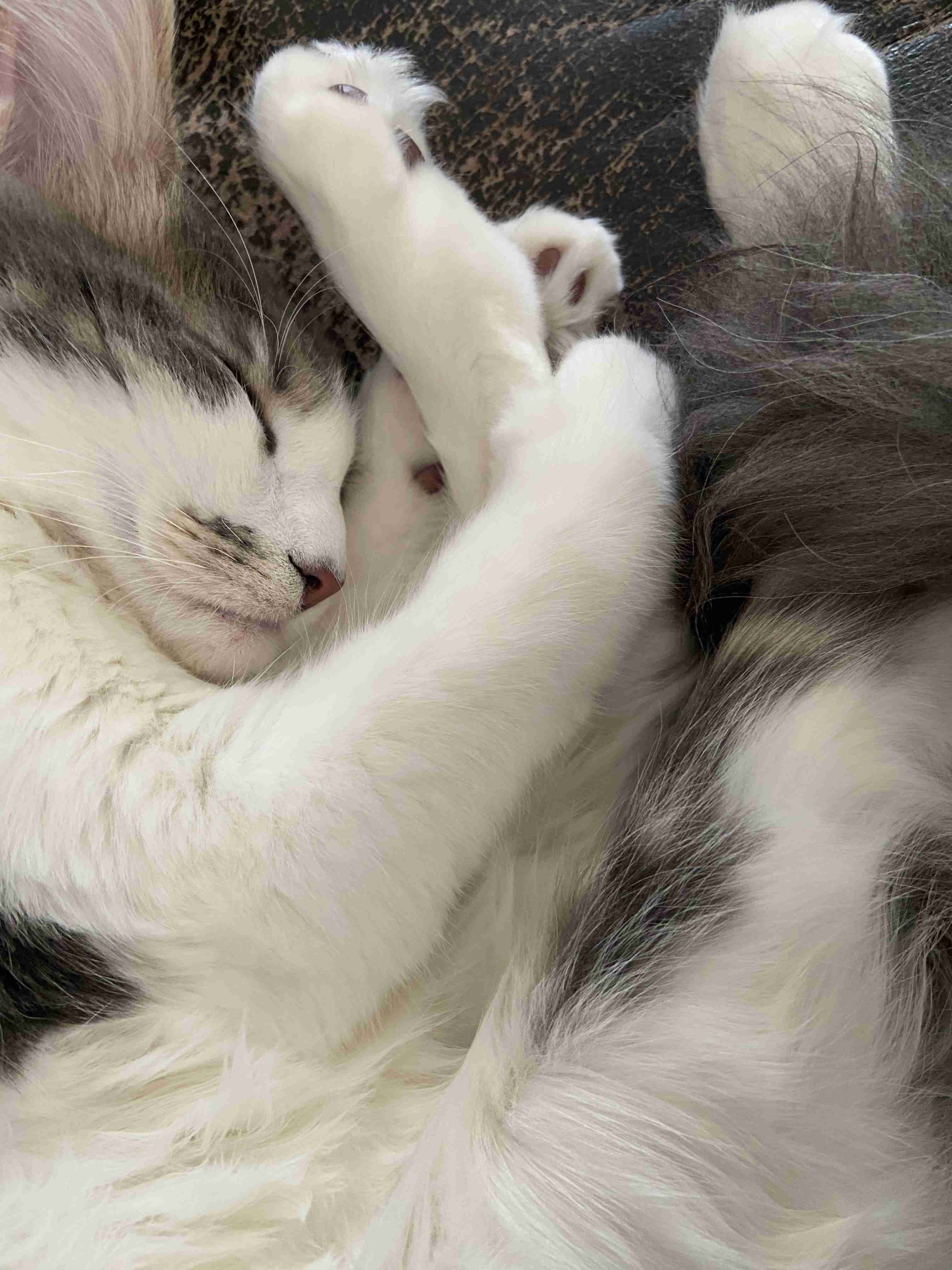 8月8日　世界猫の日🐈