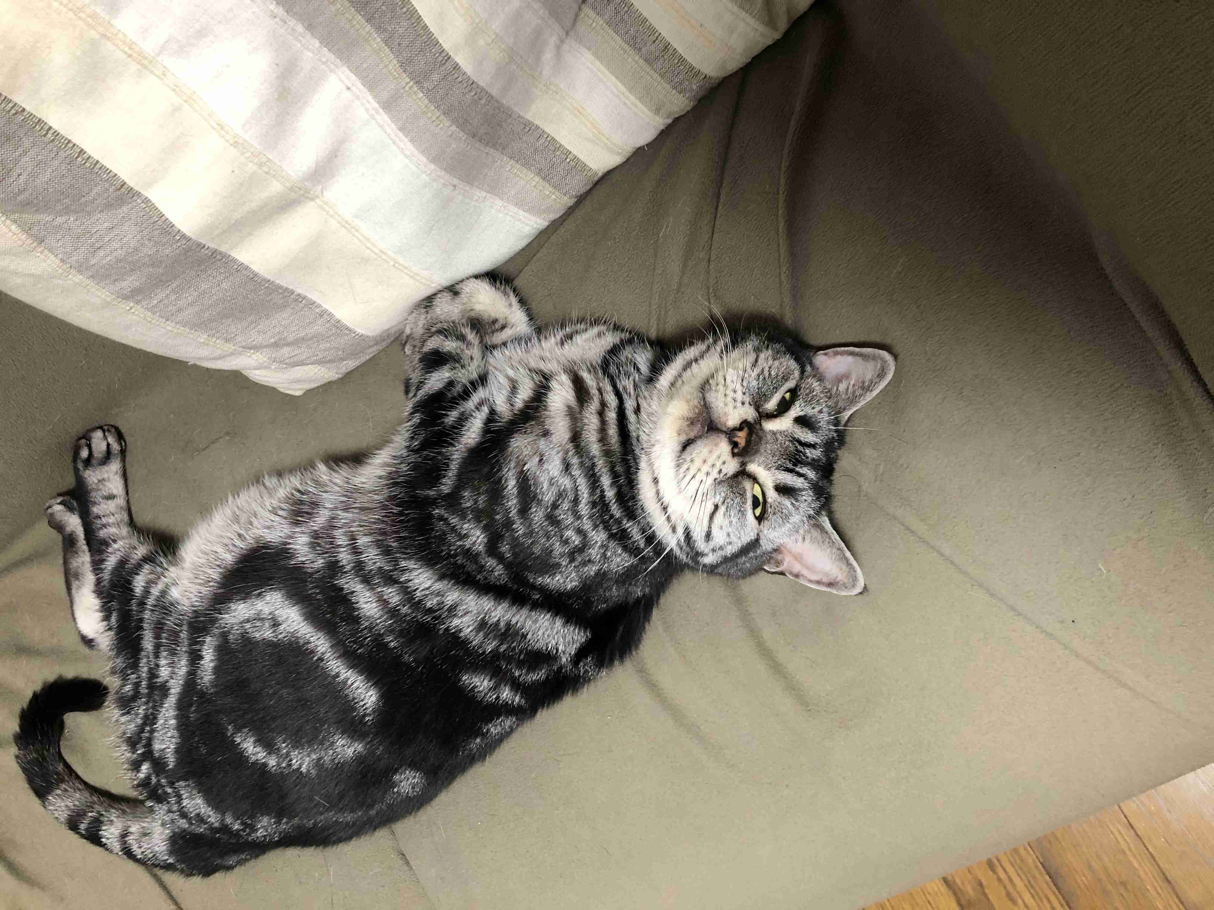 8月8日　世界猫の日🐈