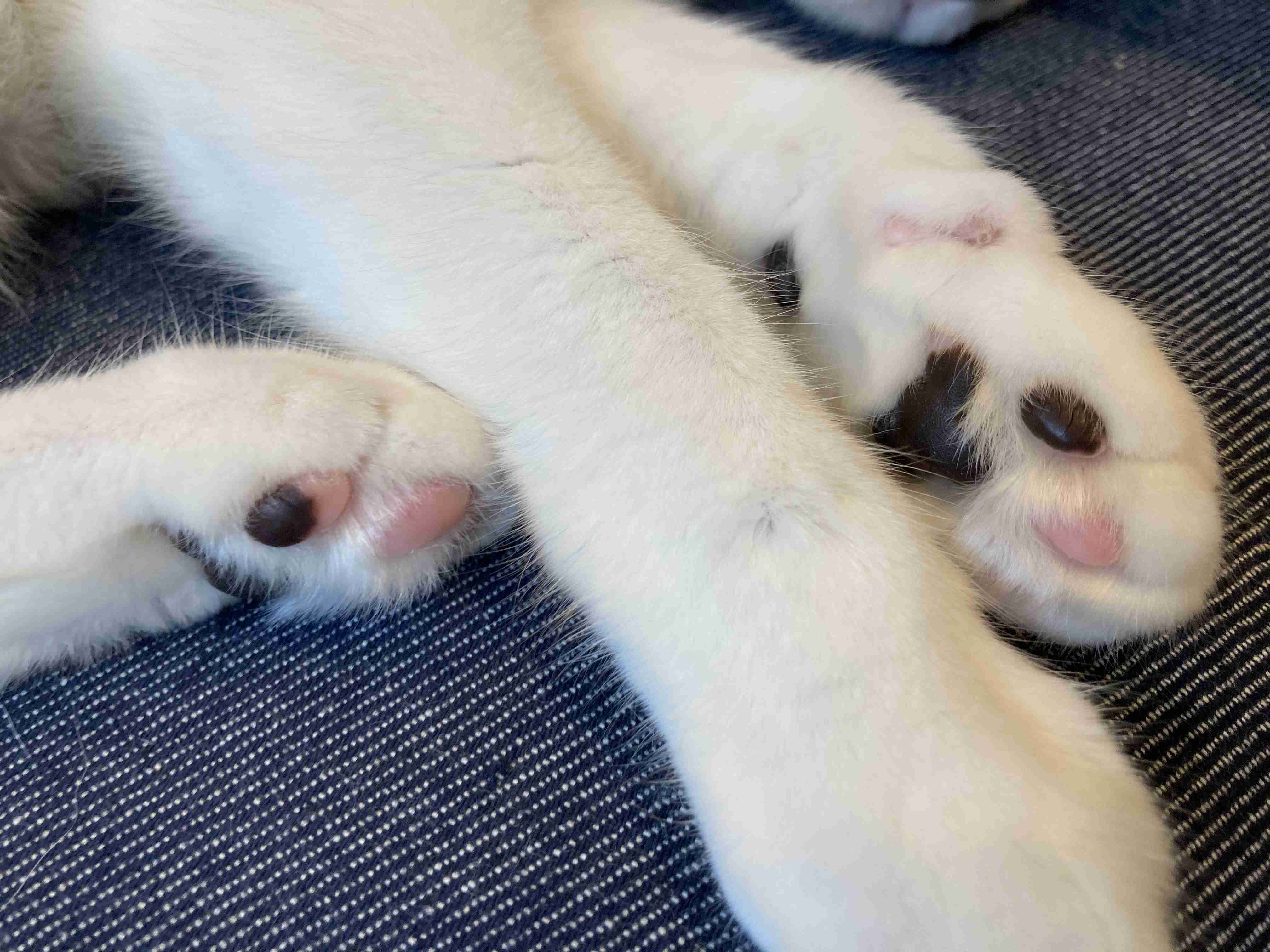 8月8日　世界猫の日🐈