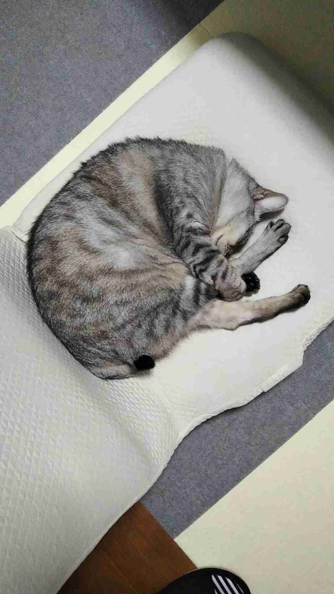 8月8日　世界猫の日🐈