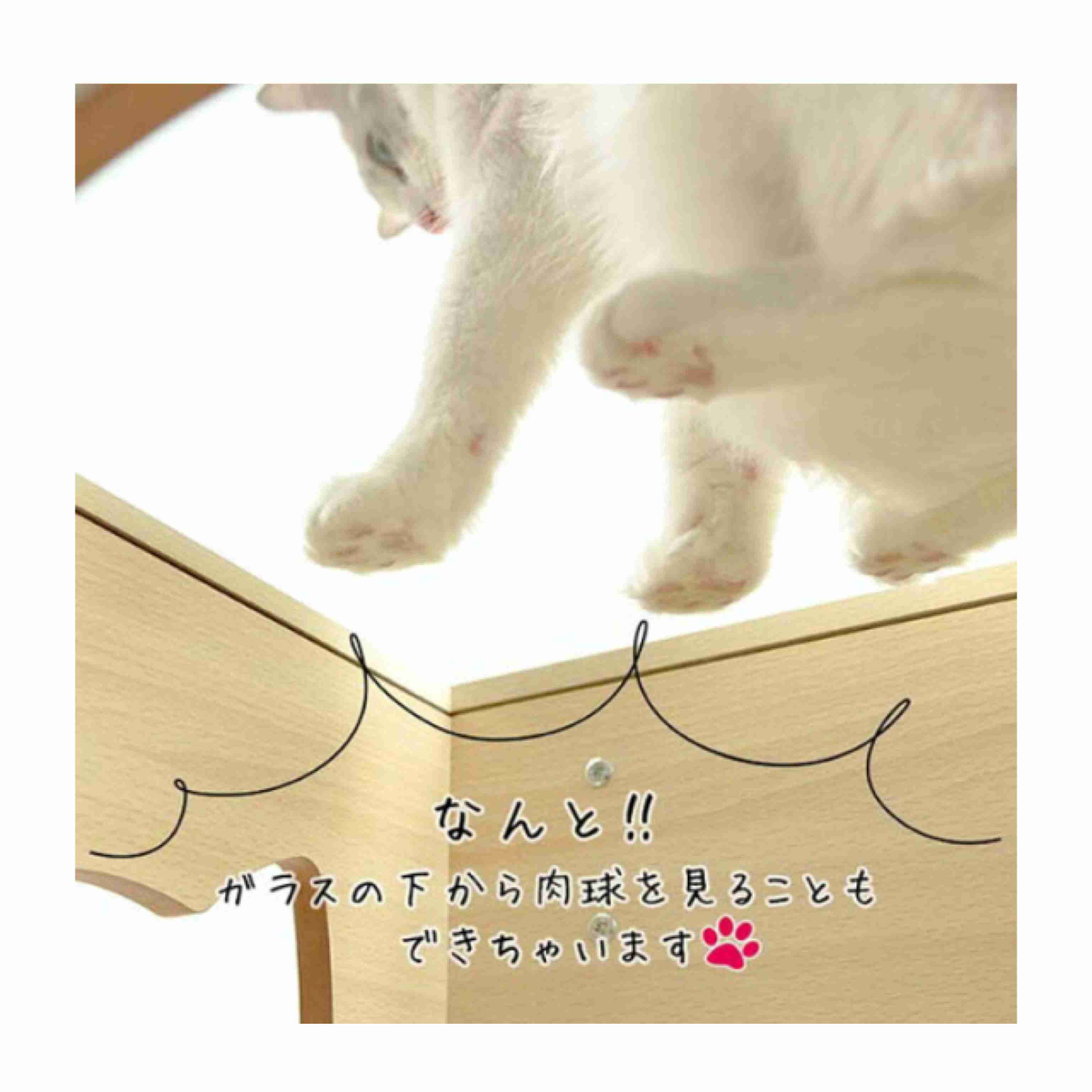8月8日　世界猫の日🐈