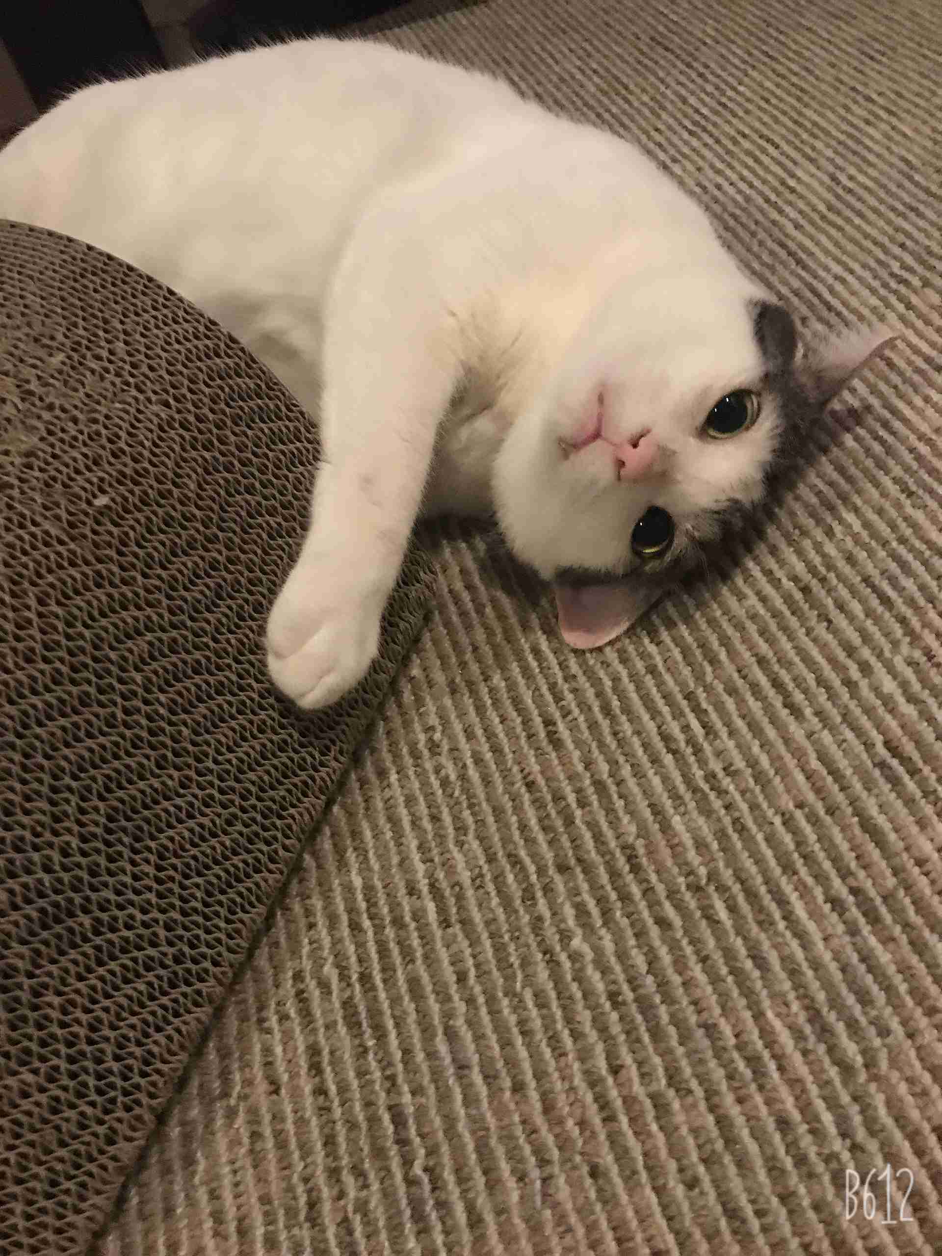 8月8日　世界猫の日🐈