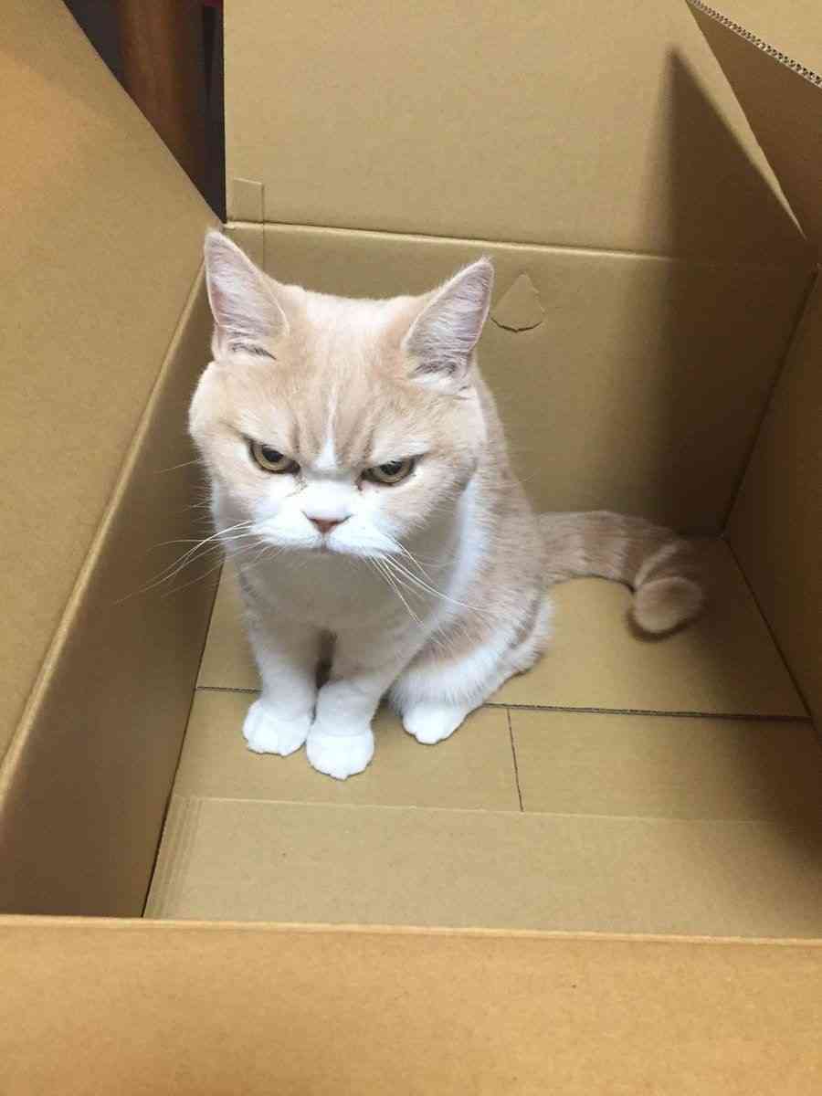 8月8日　世界猫の日🐈