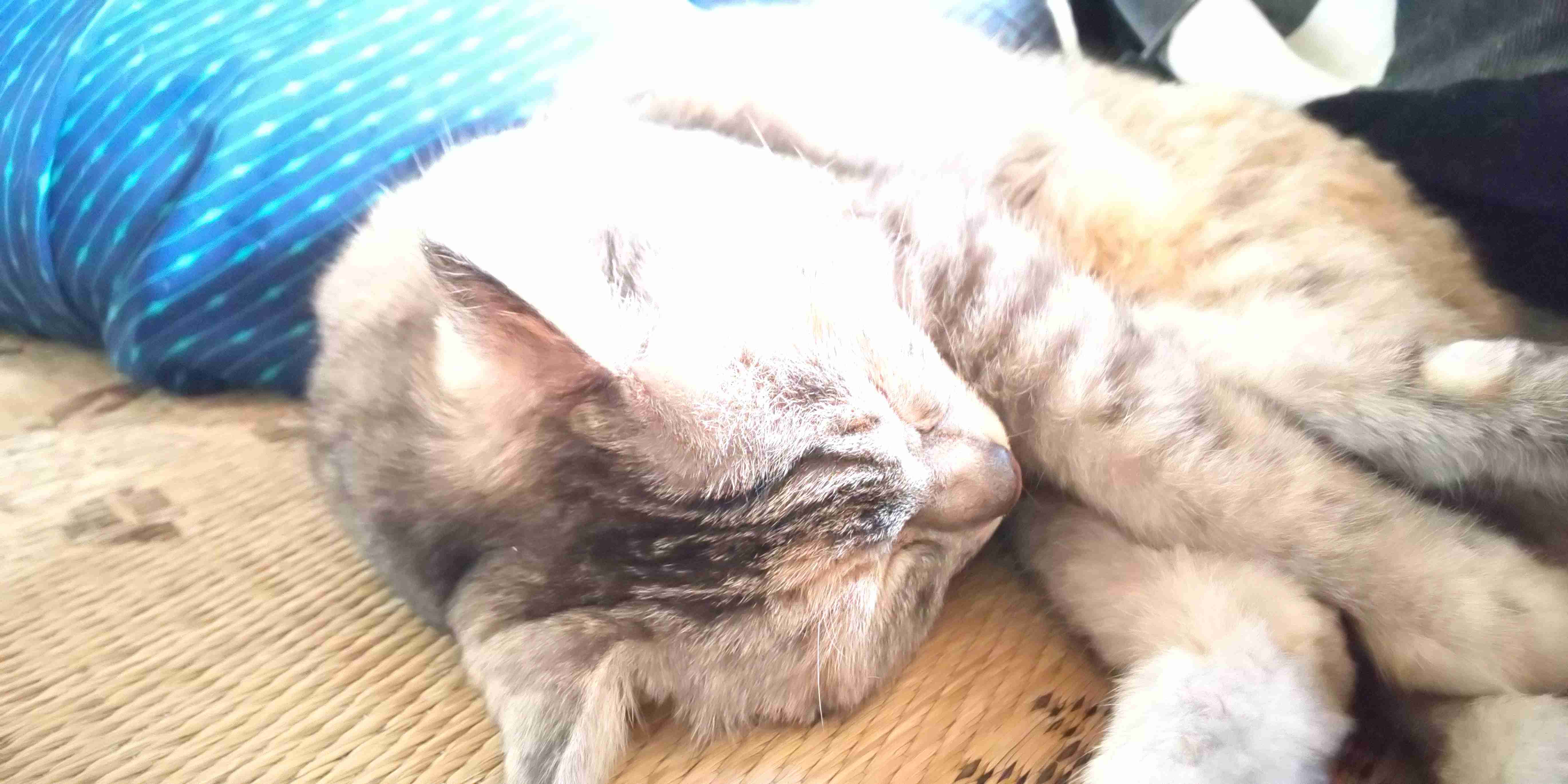 8月8日　世界猫の日🐈