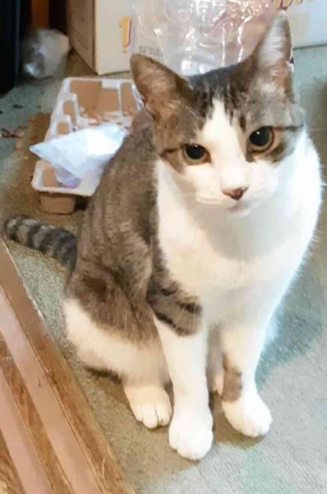 8月8日　世界猫の日🐈