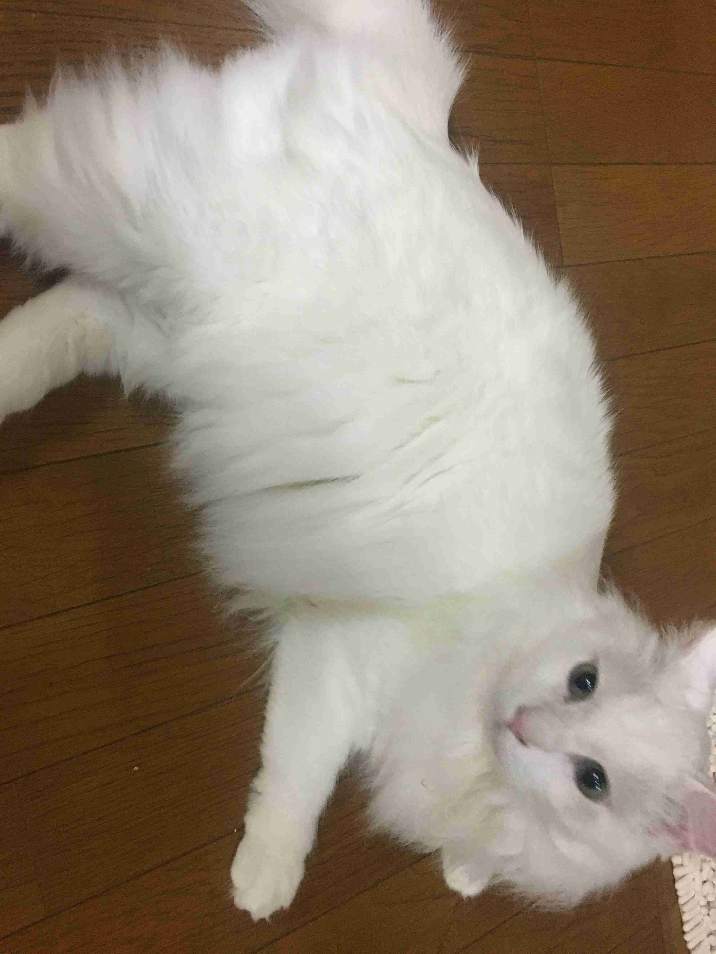 8月8日　世界猫の日🐈