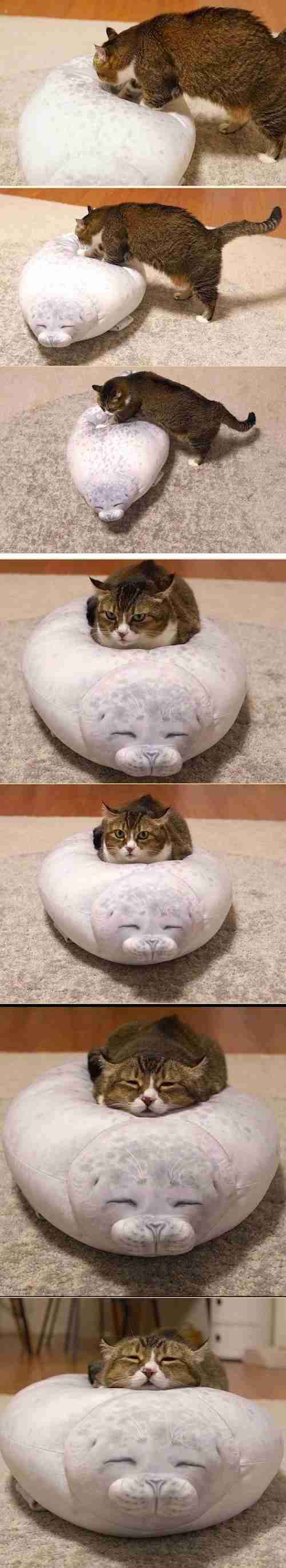 8月8日　世界猫の日🐈