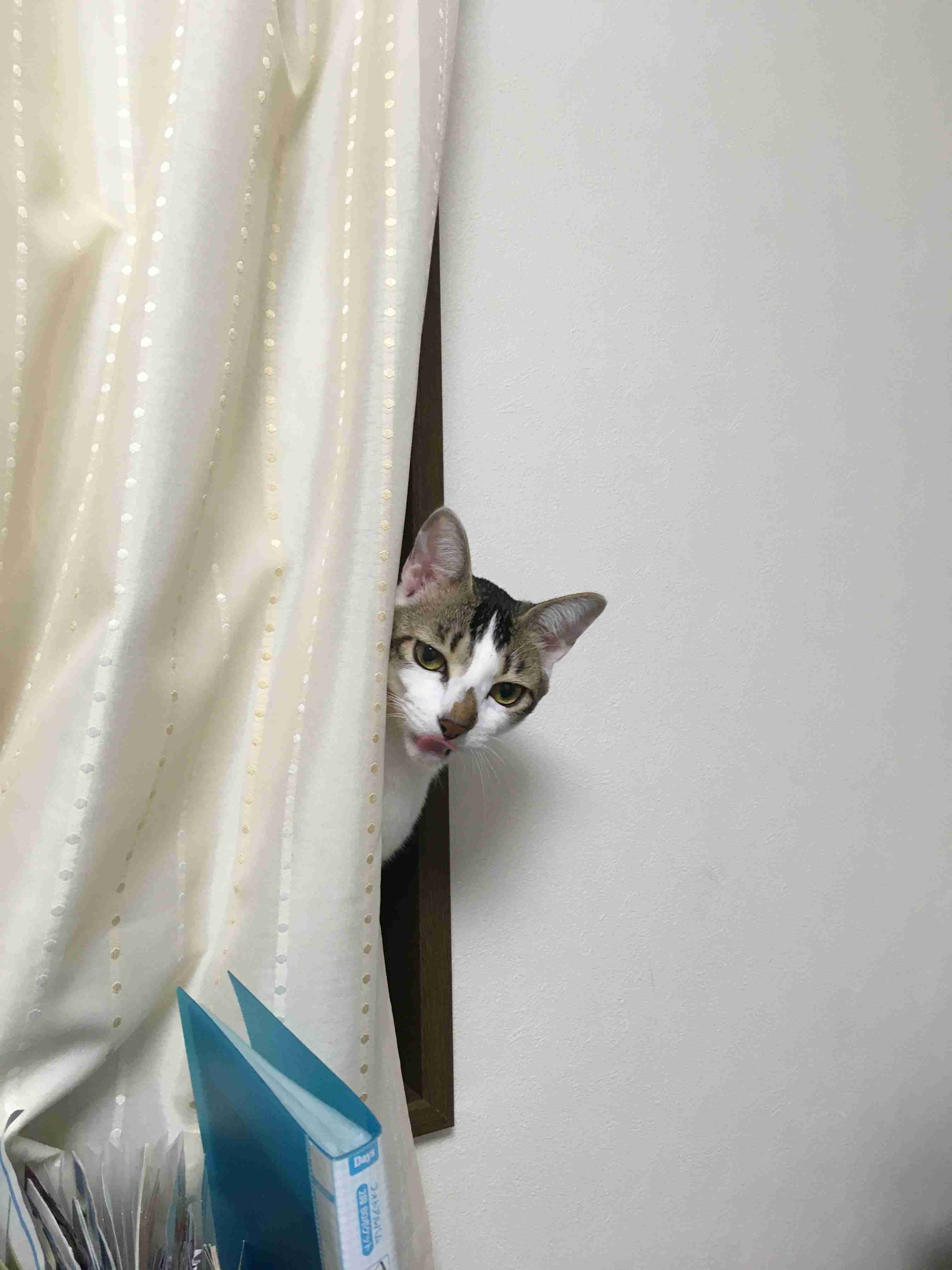 8月8日　世界猫の日🐈