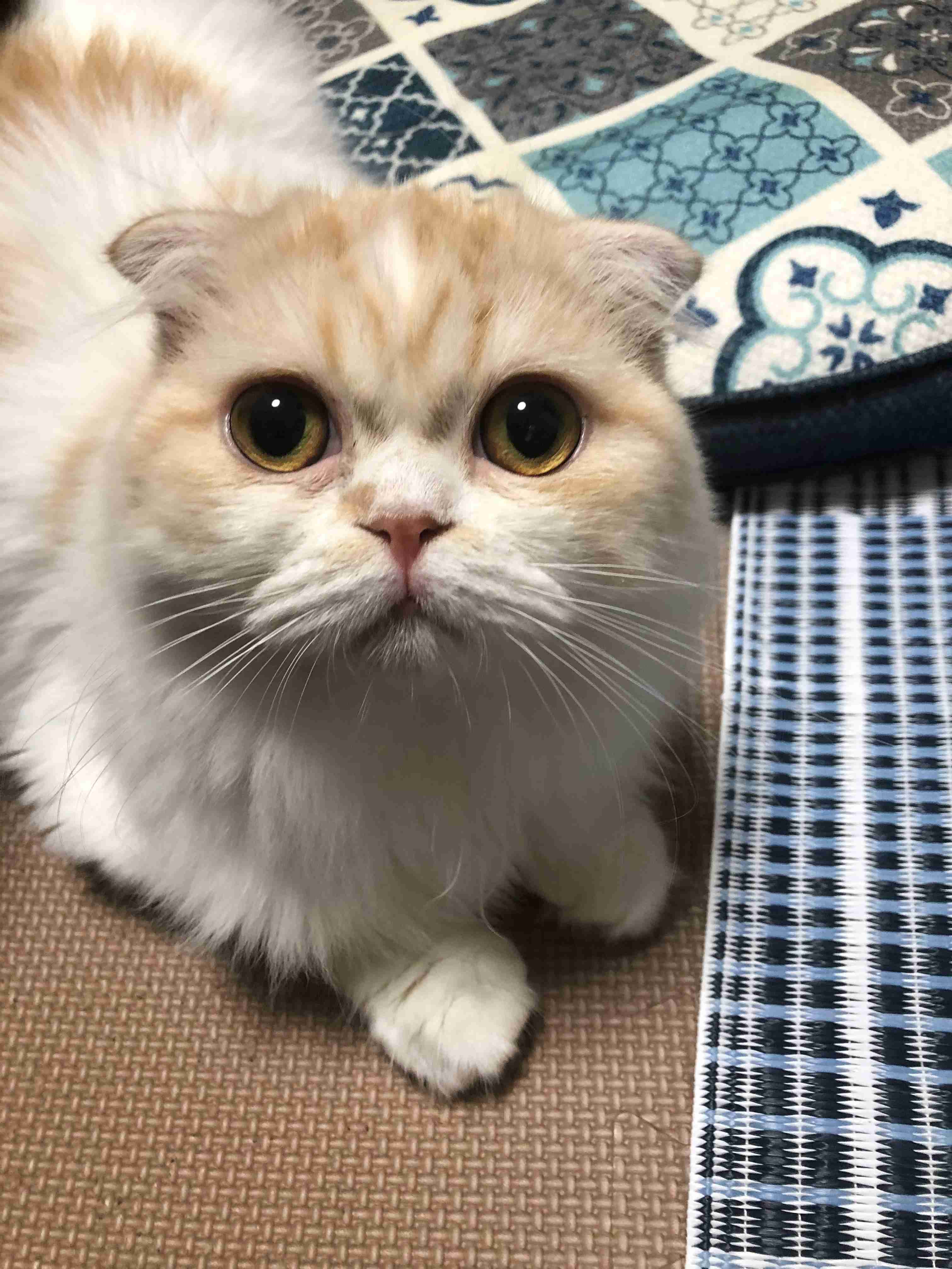 8月8日　世界猫の日🐈