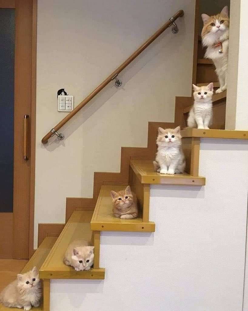 8月8日　世界猫の日🐈