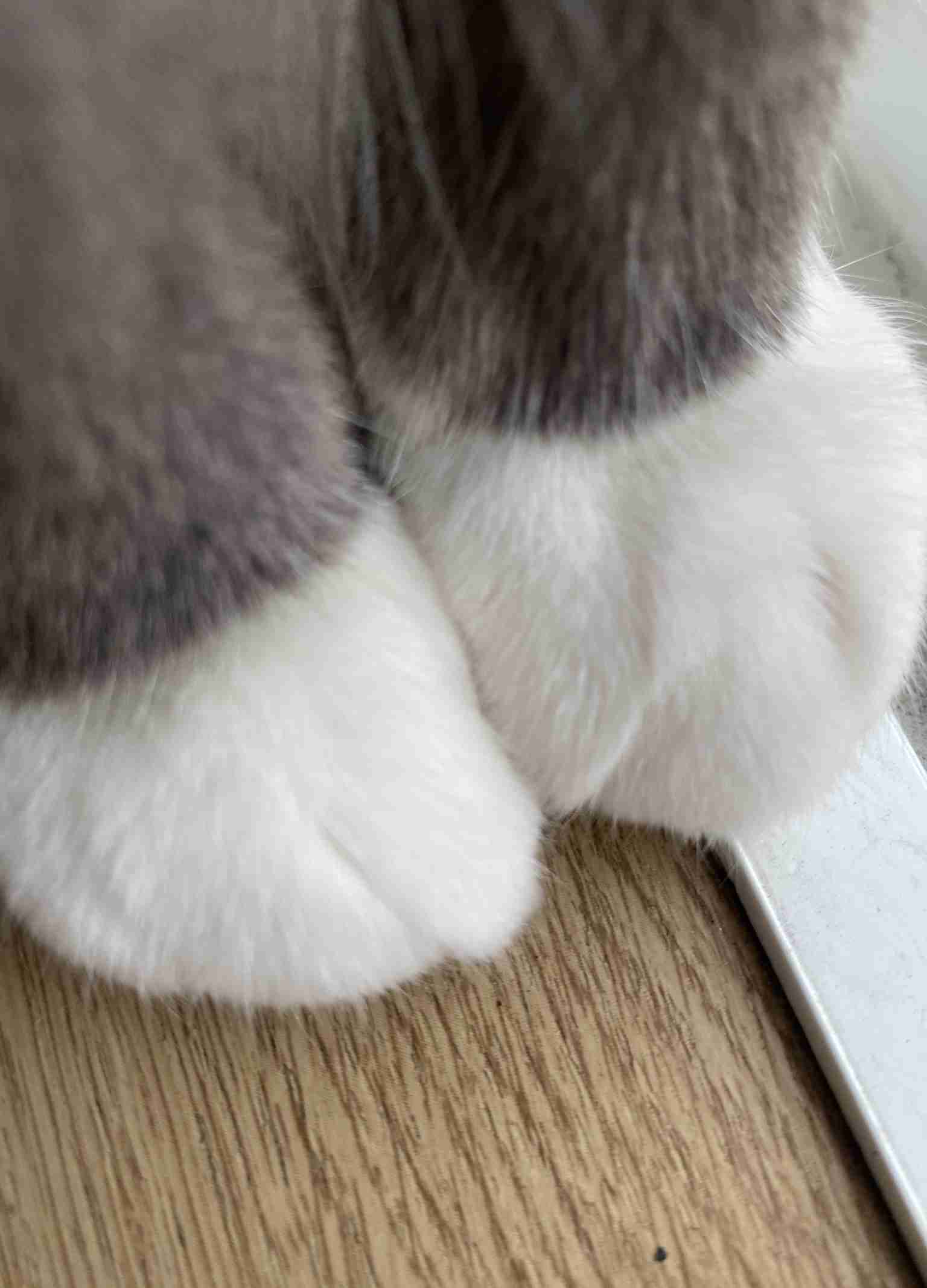 8月8日　世界猫の日🐈