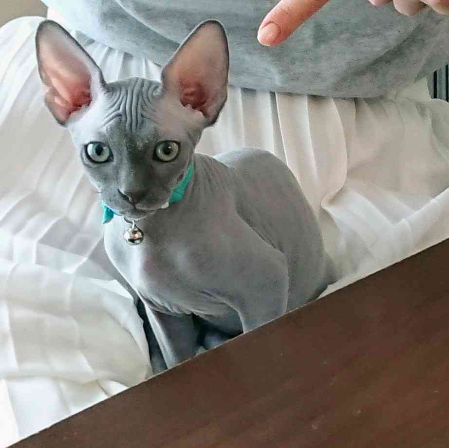 8月8日　世界猫の日🐈