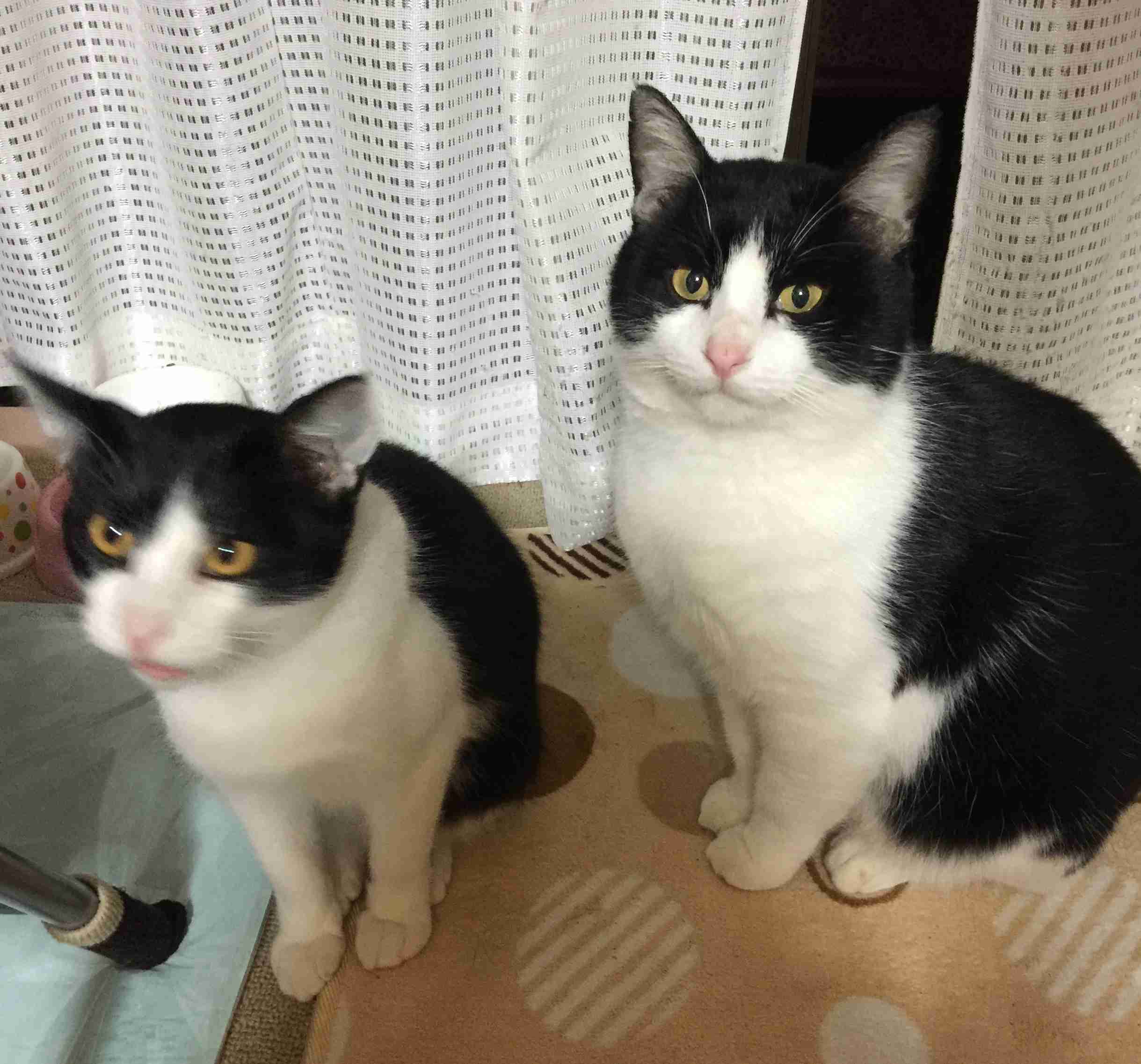 8月8日　世界猫の日🐈