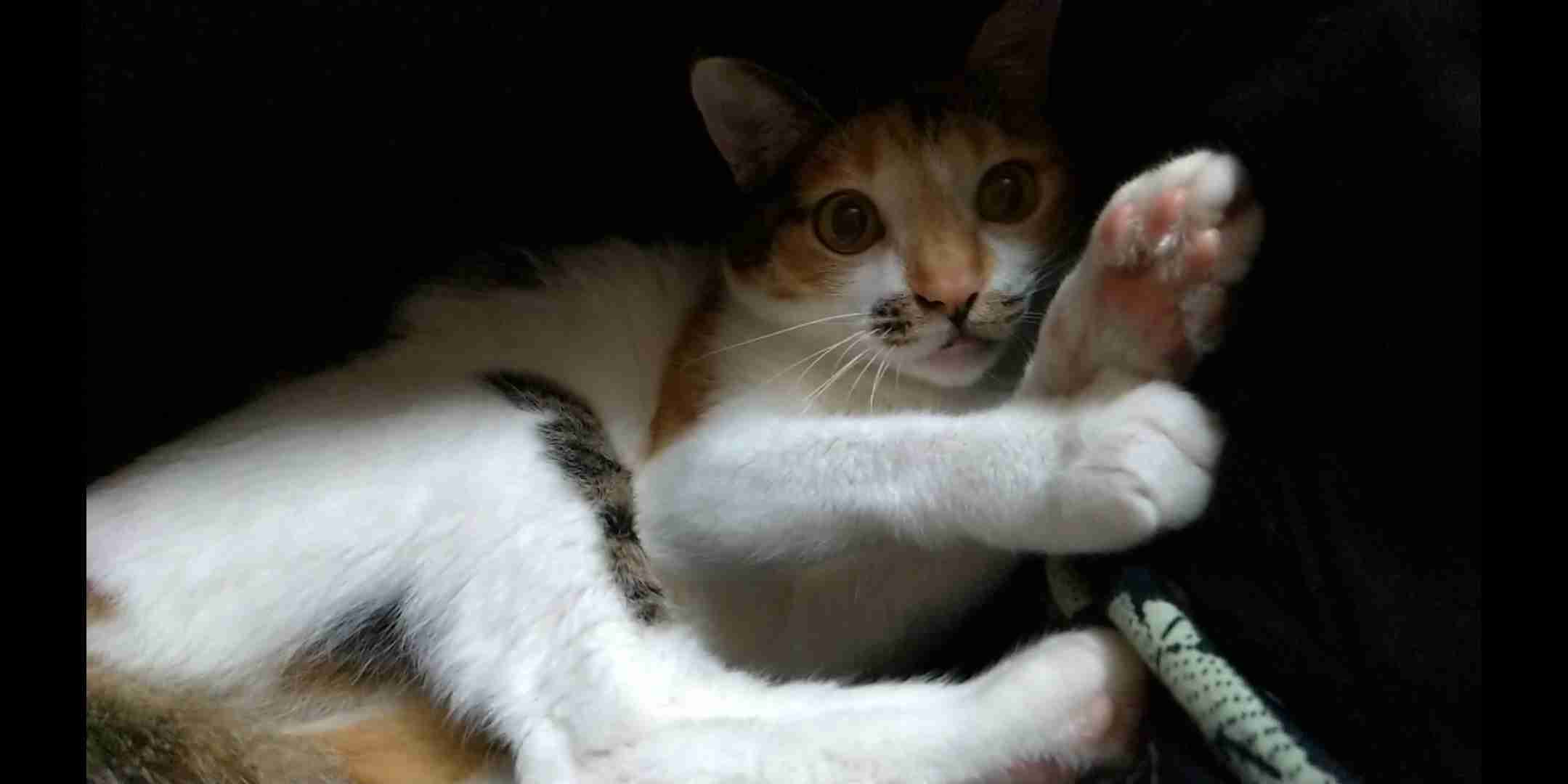 8月8日　世界猫の日🐈