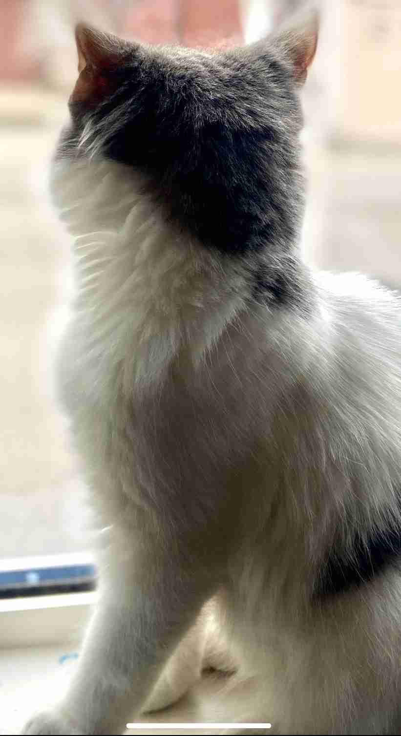 8月8日　世界猫の日🐈