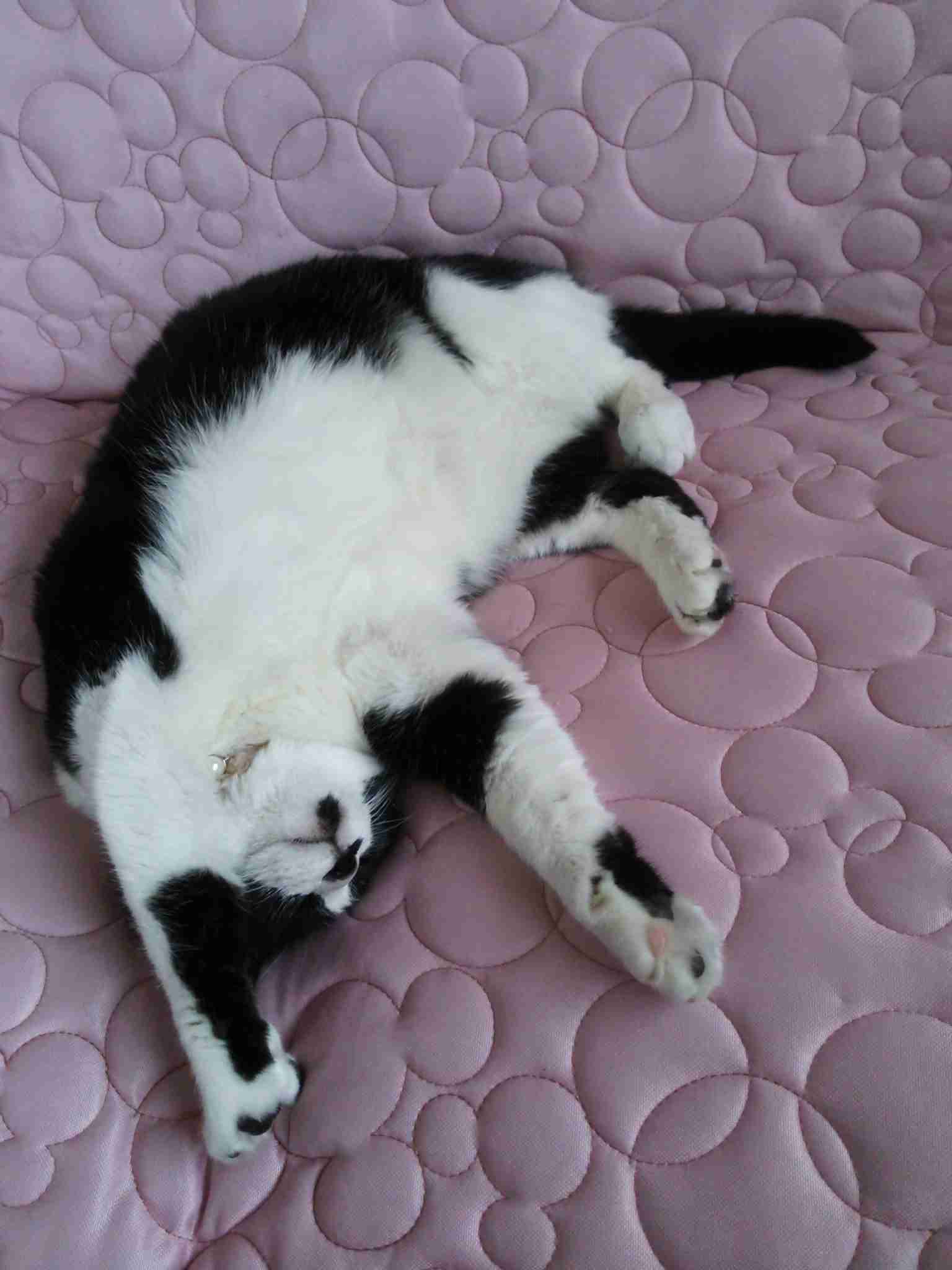 8月8日　世界猫の日🐈