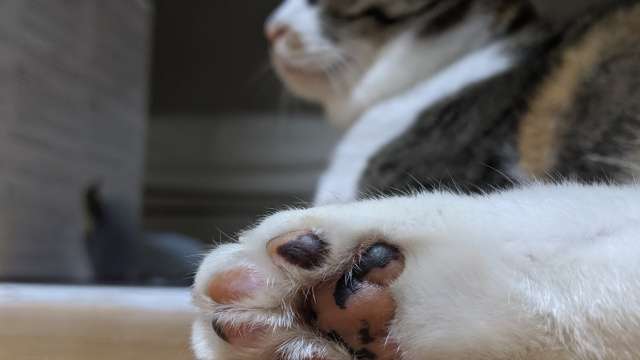 8月8日　世界猫の日🐈