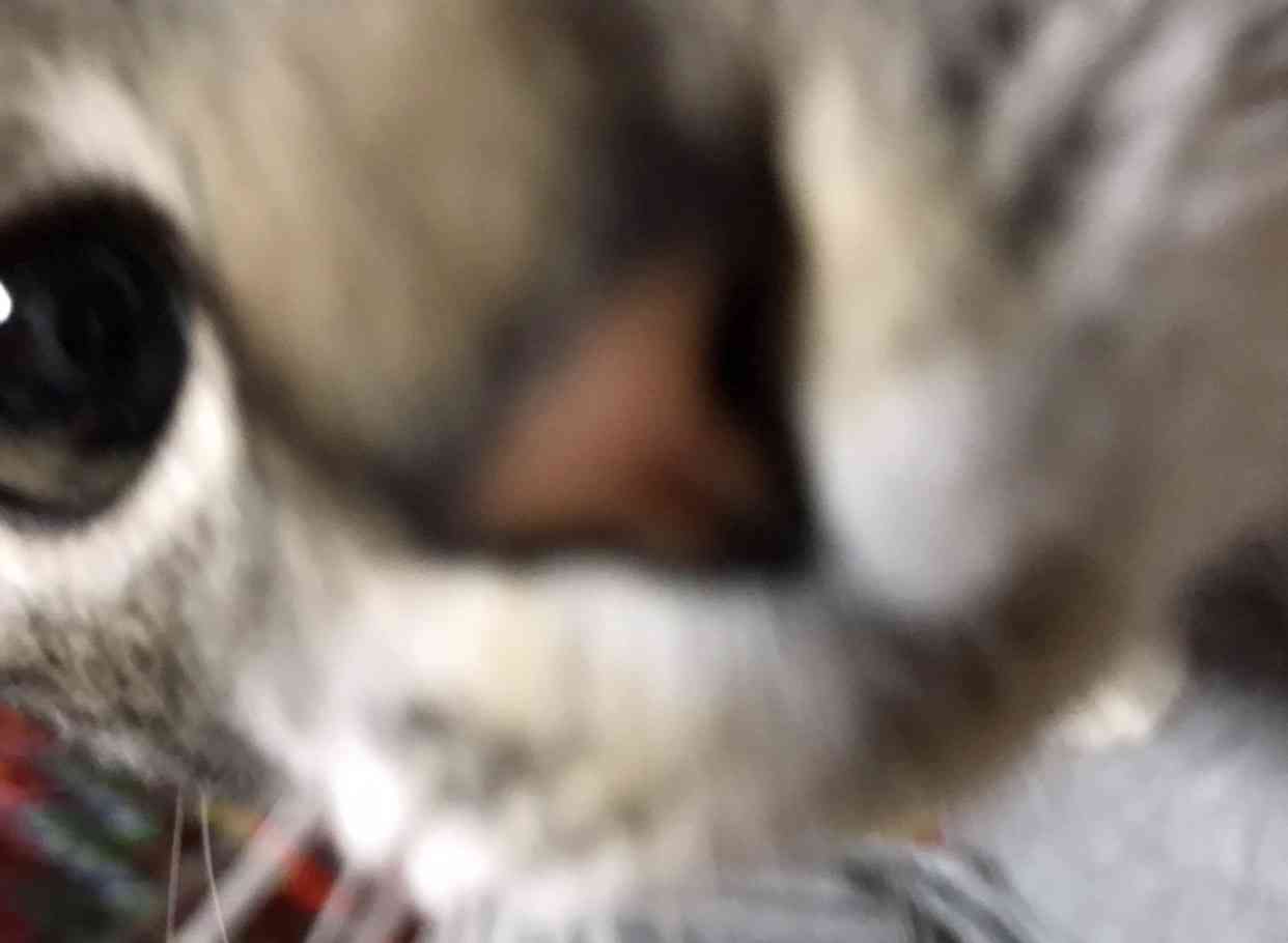 8月8日　世界猫の日🐈