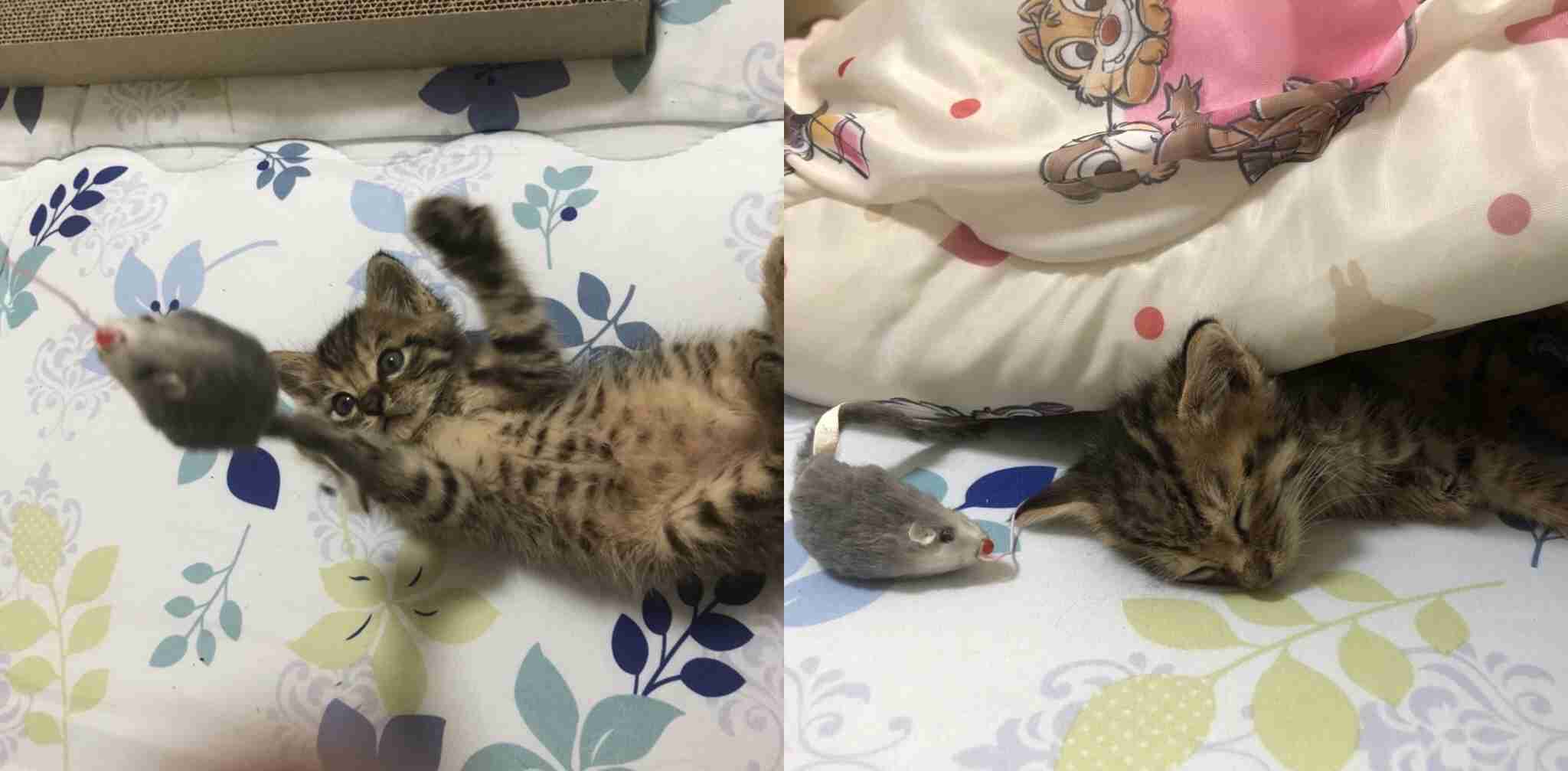 8月8日　世界猫の日🐈