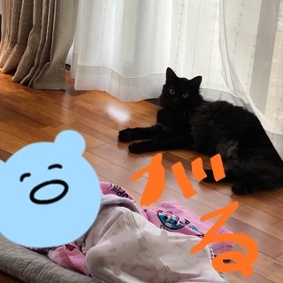 8月8日　世界猫の日🐈