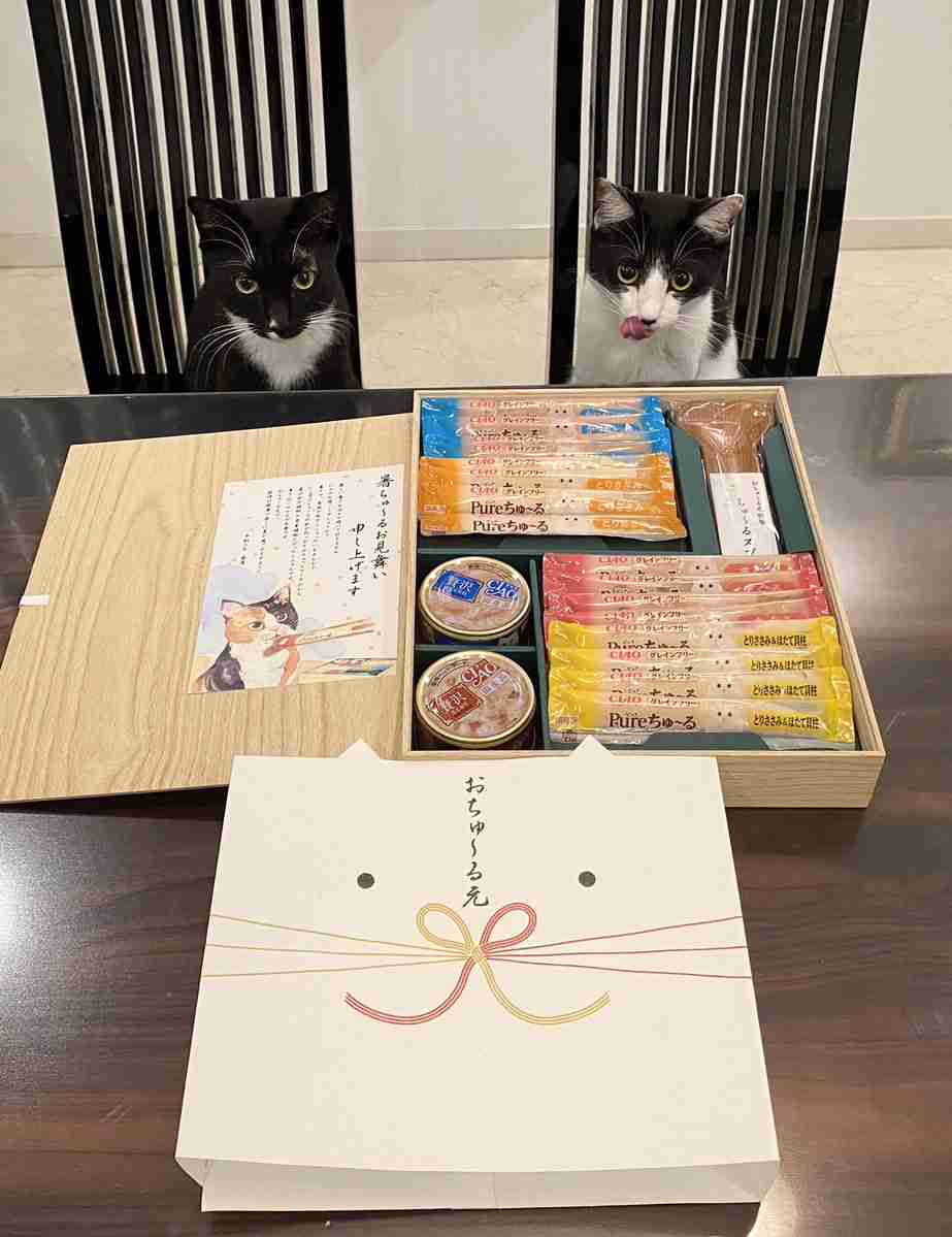 8月8日　世界猫の日🐈
