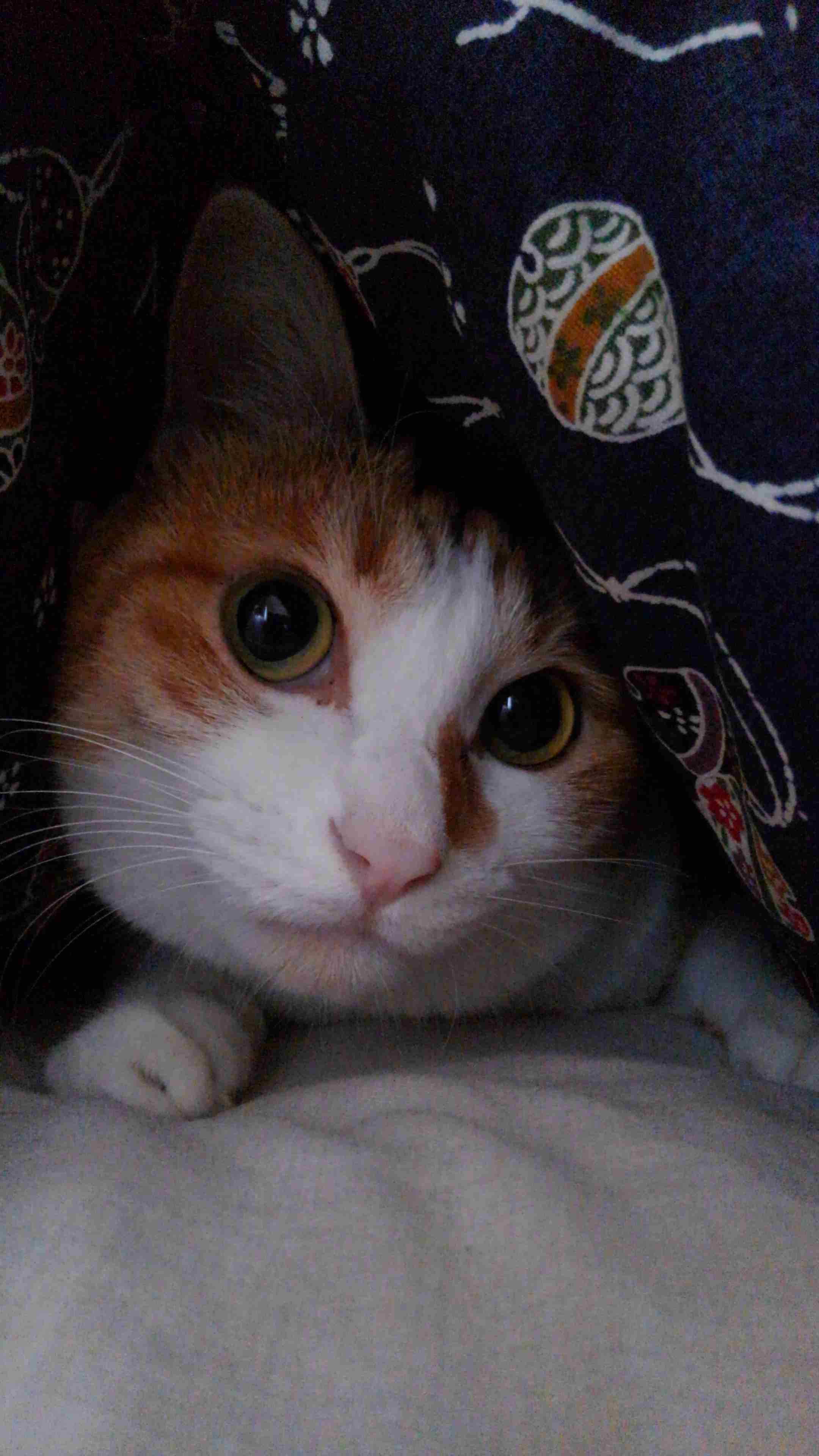 8月8日　世界猫の日🐈