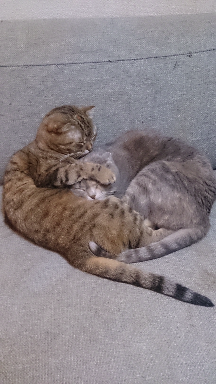 8月8日　世界猫の日🐈
