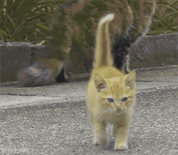 8月8日　世界猫の日🐈