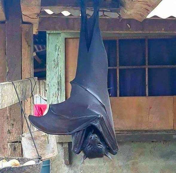 【一応閲覧注意】不安になる画像を貼るトピ