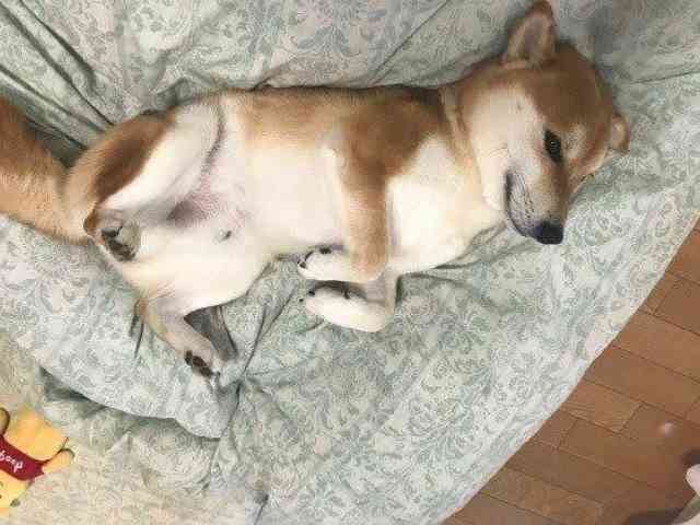 季節の変わり目の布団事情