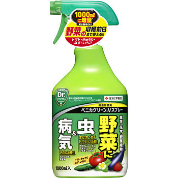 プランター菜園されてるかた語りましょう