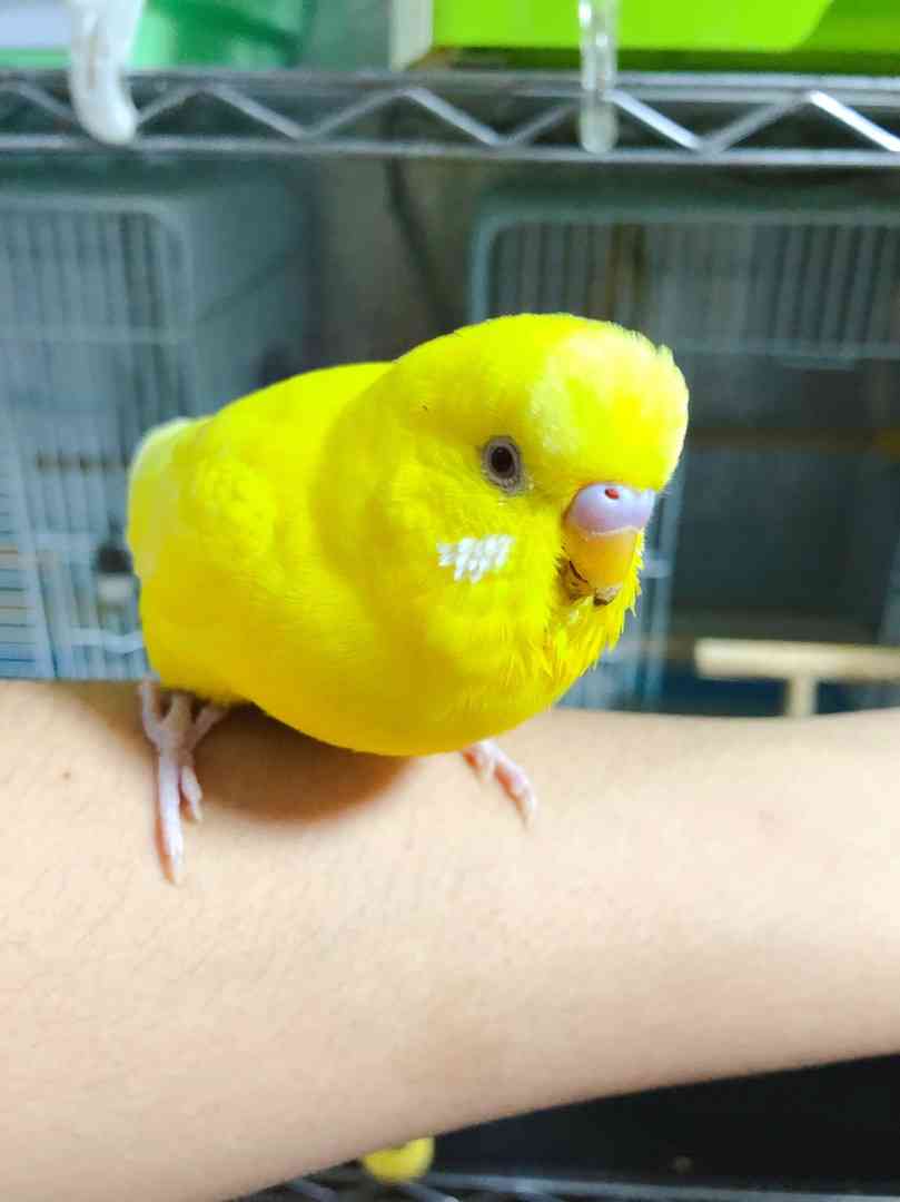 動物画像の動物に、ニックネームを付けてみるトピ
