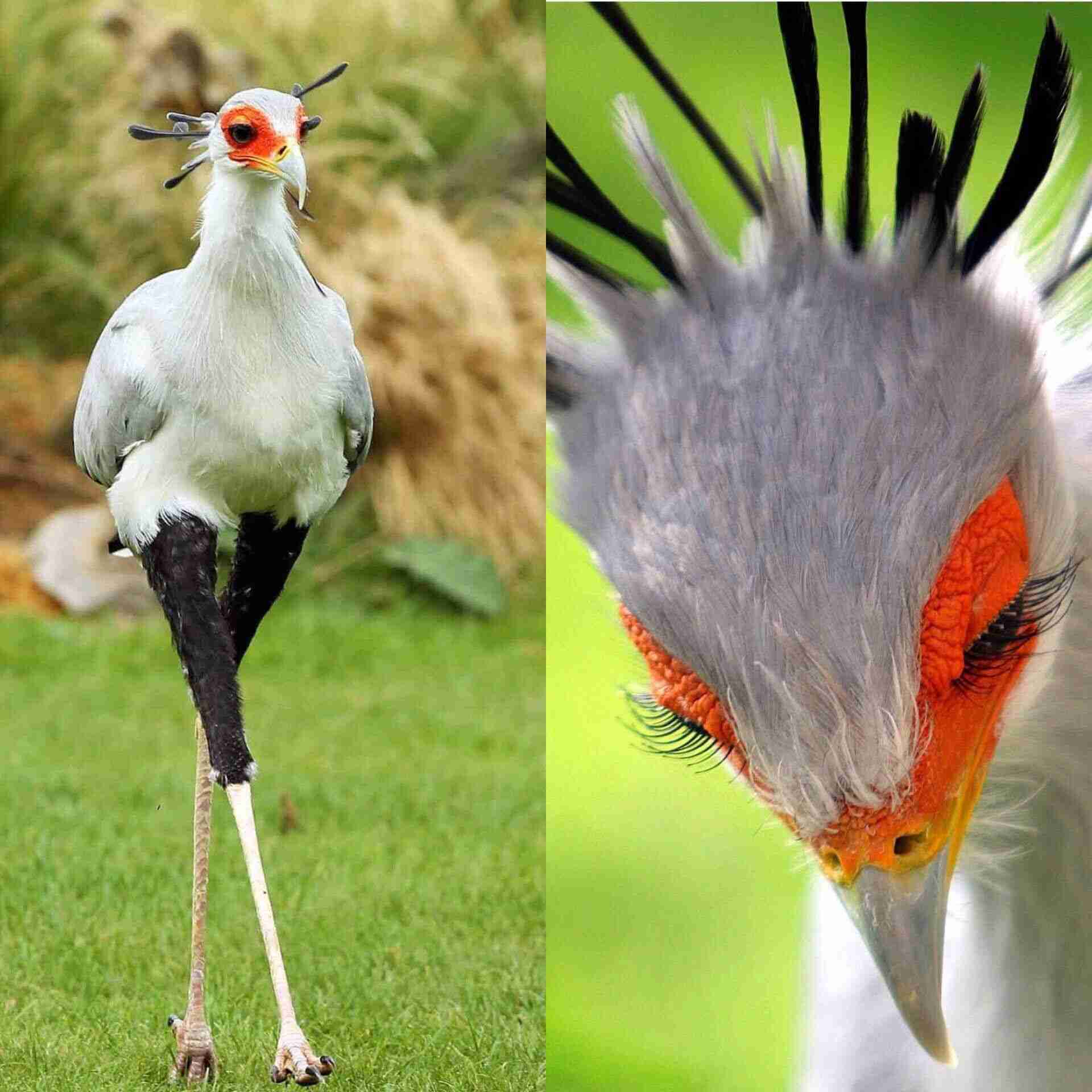 動物画像の動物に、ニックネームを付けてみるトピ
