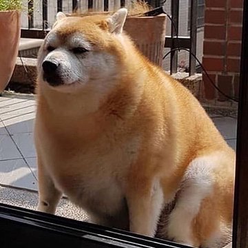 動物画像の動物に、ニックネームを付けてみるトピ