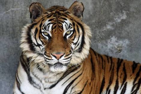 動物画像の動物に、ニックネームを付けてみるトピ