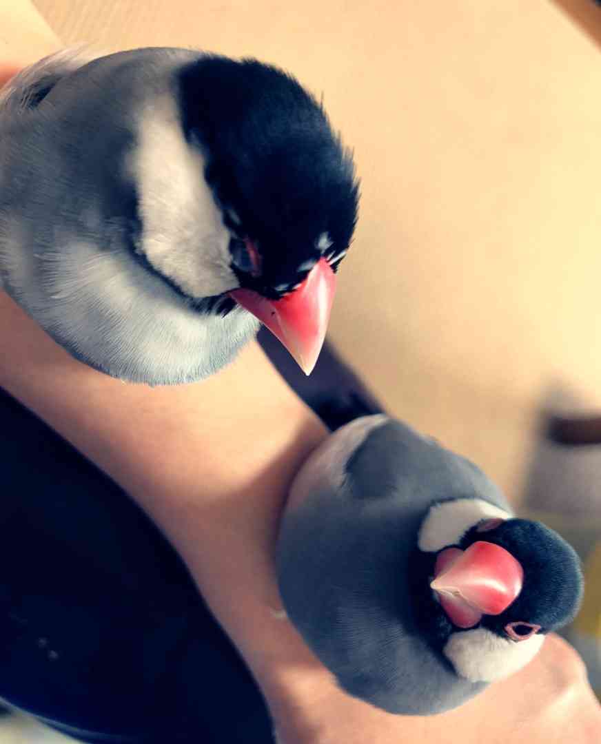 動物画像の動物に、ニックネームを付けてみるトピ