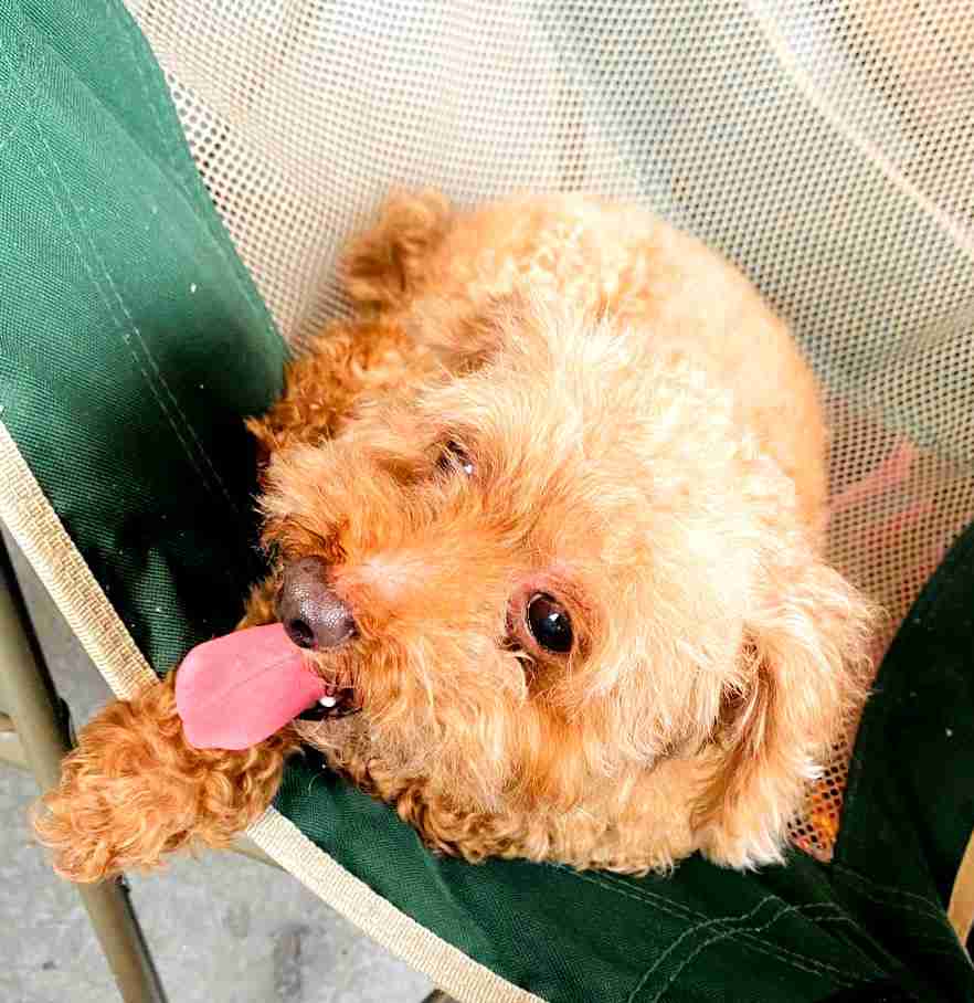 動物画像の動物に、ニックネームを付けてみるトピ