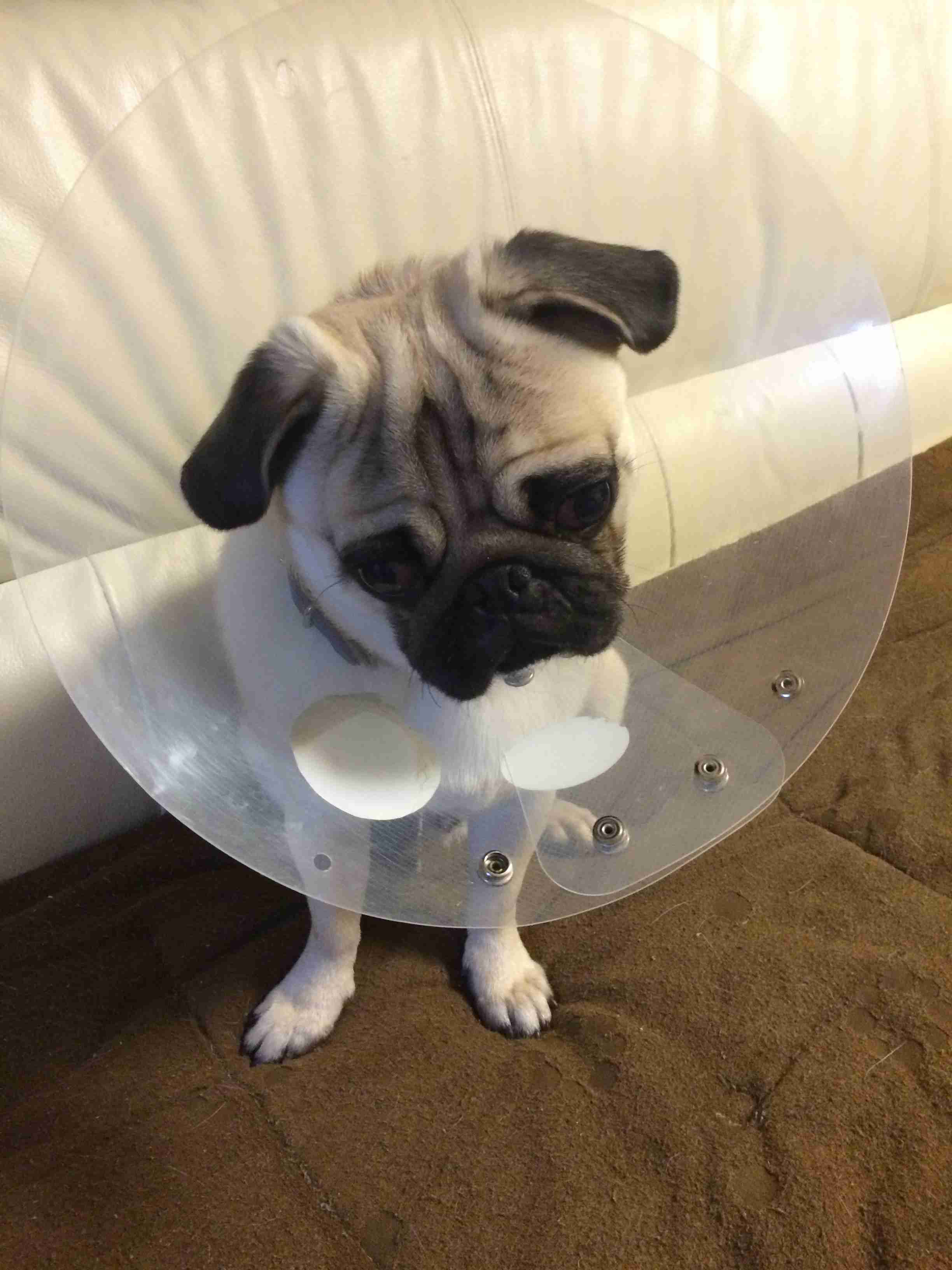 動物画像の動物に、ニックネームを付けてみるトピ
