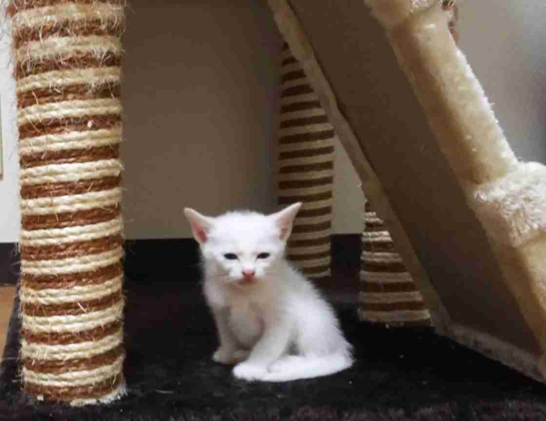 動物画像の動物に、ニックネームを付けてみるトピ