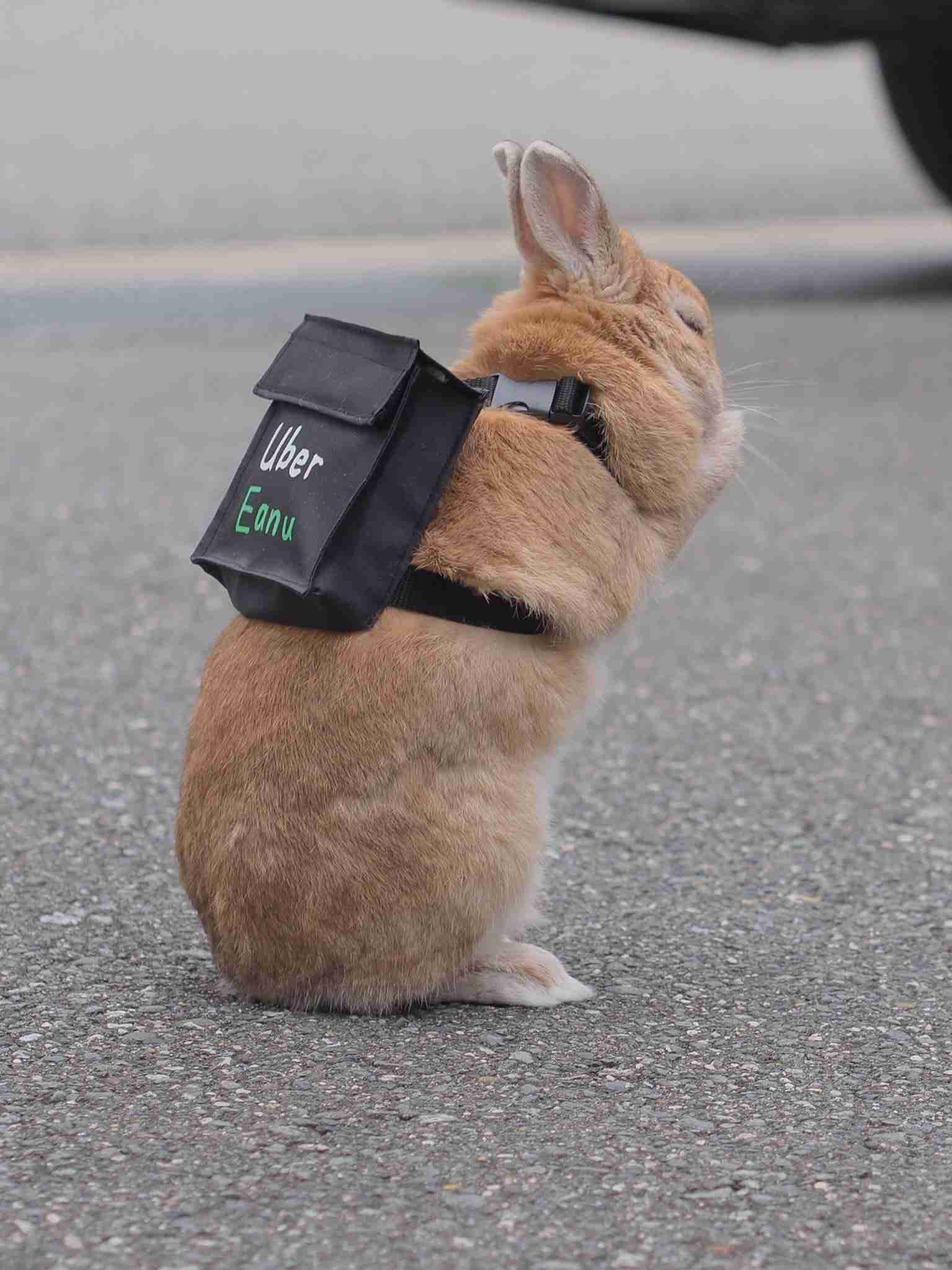 動物画像の動物に、ニックネームを付けてみるトピ
