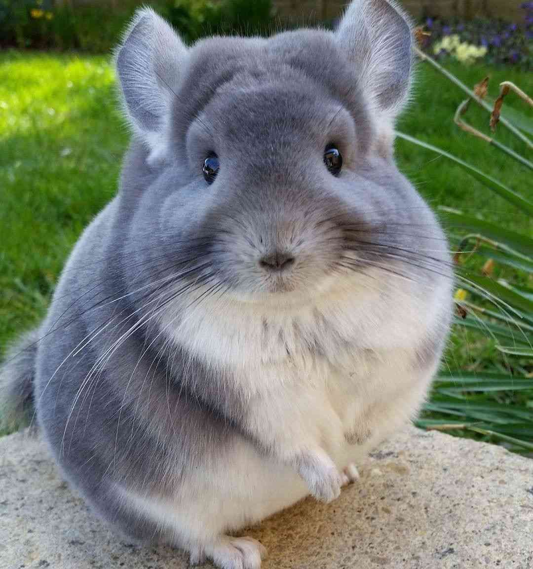 動物画像の動物に、ニックネームを付けてみるトピ