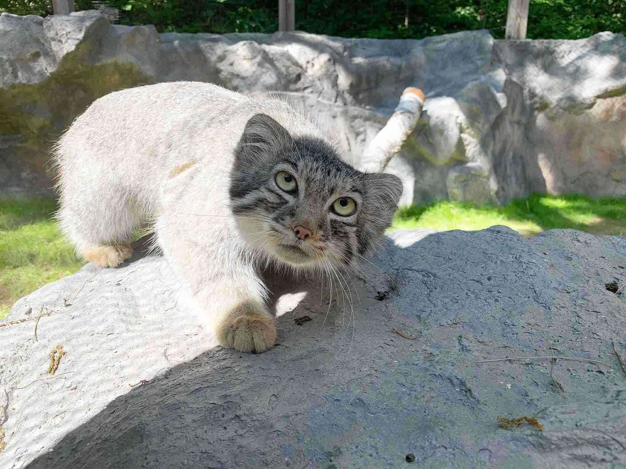 動物画像の動物に、ニックネームを付けてみるトピ