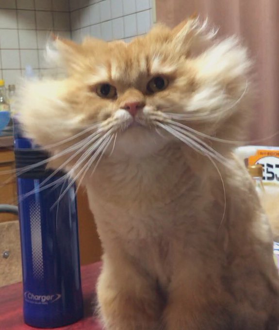 動物画像の動物に、ニックネームを付けてみるトピ