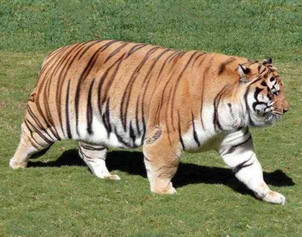 動物画像の動物に、ニックネームを付けてみるトピ